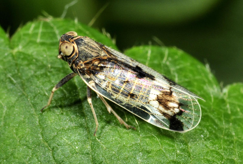 Cixiidae: Reptalus sp.